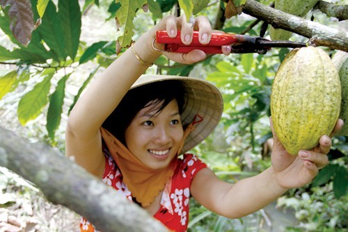 “From farming to chocolate” model boosts Vietnam’s cocoa reputation - ảnh 1